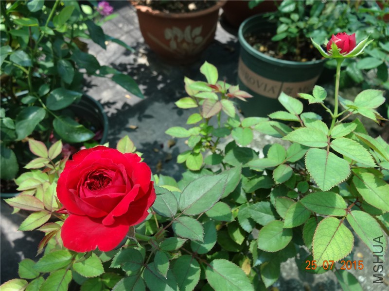 DSC02266.jpg