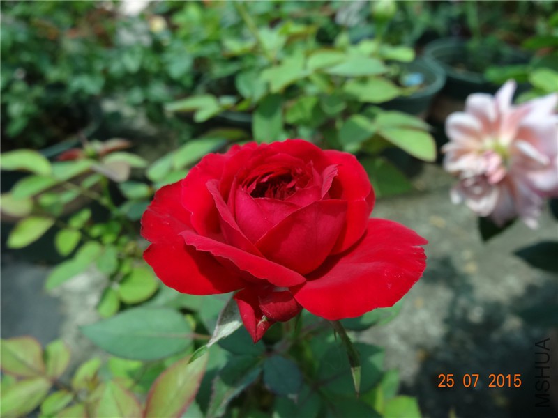DSC02265.jpg