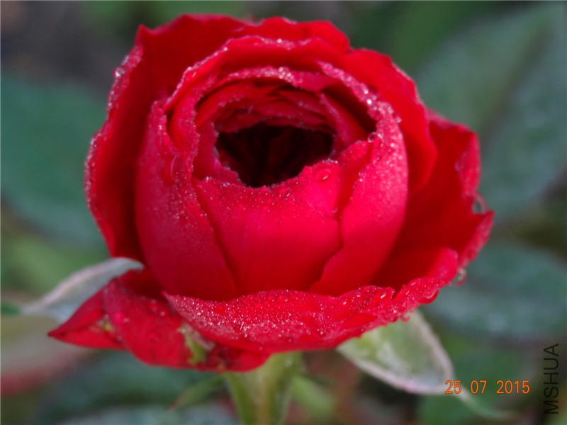 DSC02205.jpg