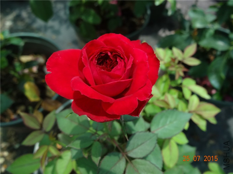 DSC02262.jpg