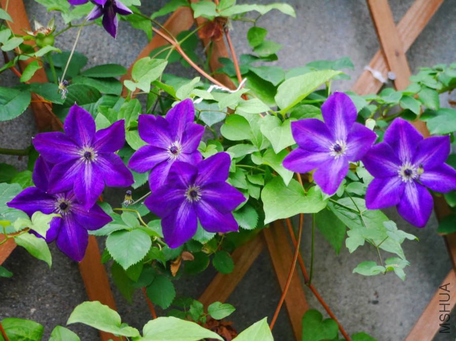 06BCF5BE09507A101F2EF1BC3138B80A.png