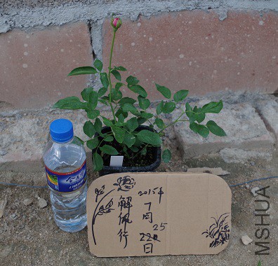 IMGP2348.JPG