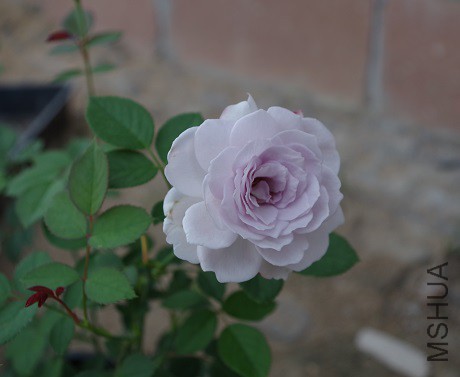 IMGP2355.JPG