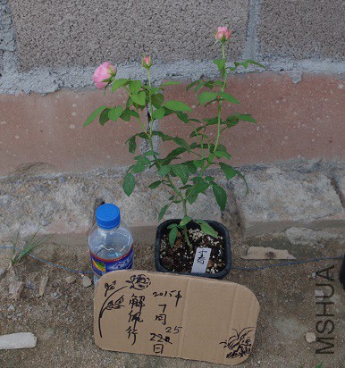 IMGP2353.JPG