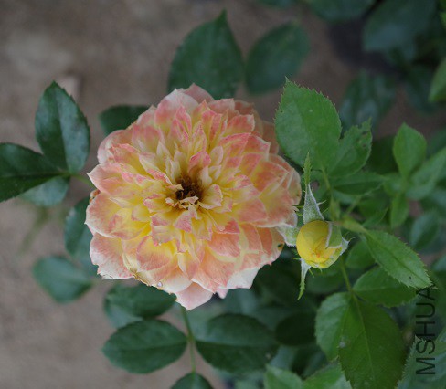 IMGP2357.JPG