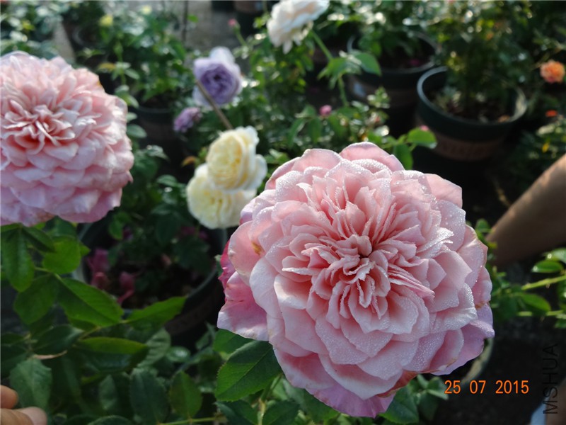 DSC02255.jpg
