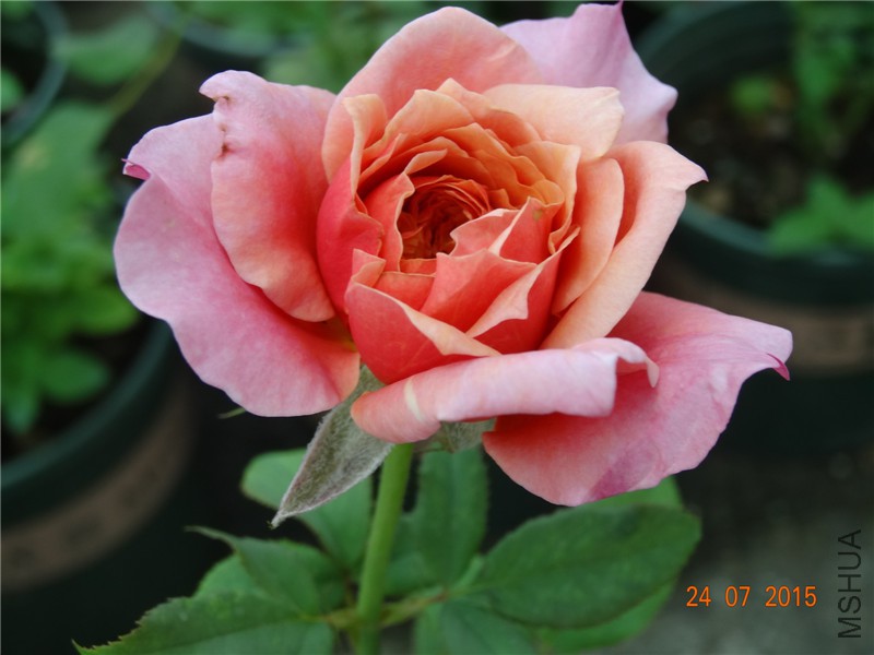 DSC02154.jpg