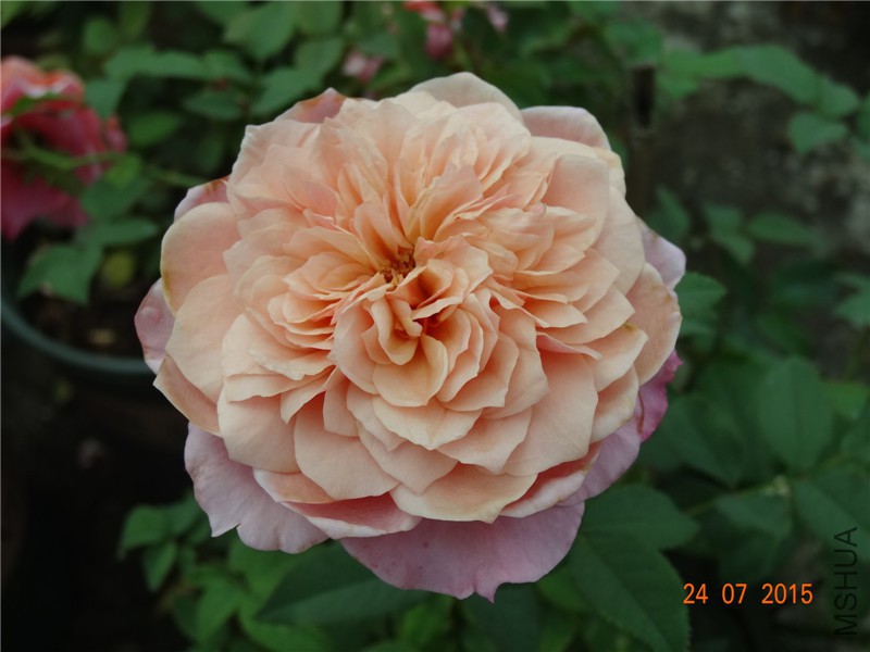 DSC02155.jpg