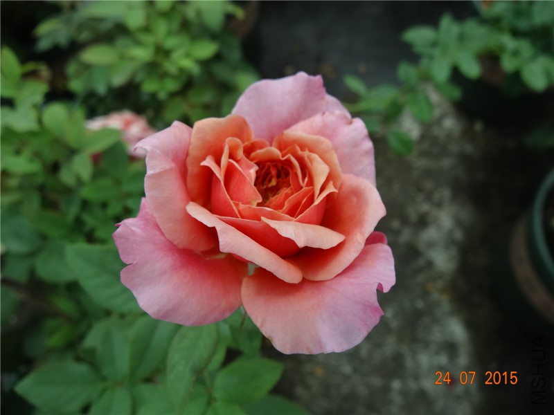 DSC02171.jpg