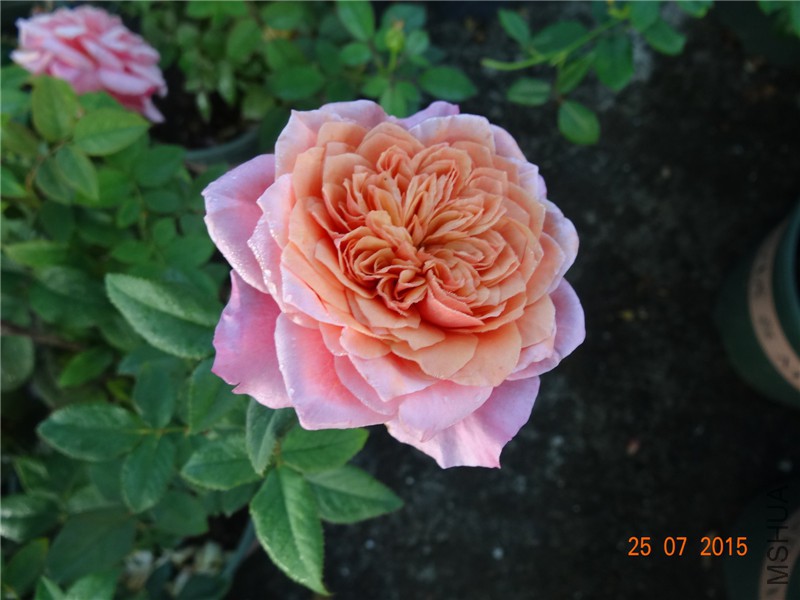 DSC02172.jpg