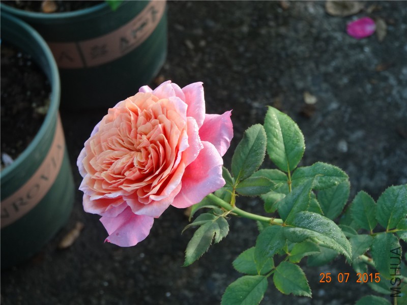 DSC02252.jpg