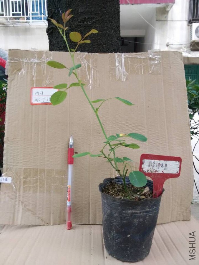 QQͼƬ20150726125912.jpg