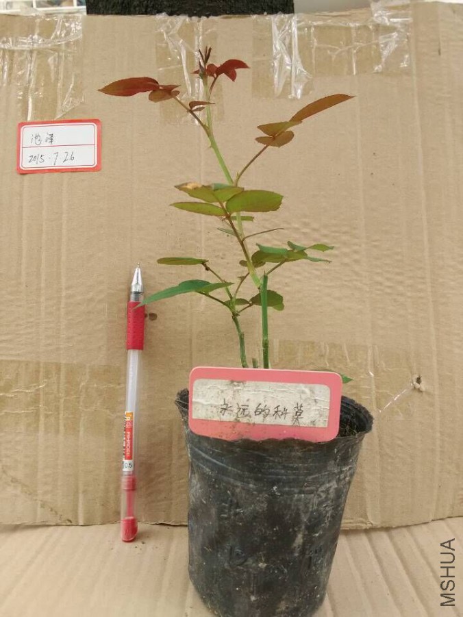 QQͼƬ20150726125917.jpg