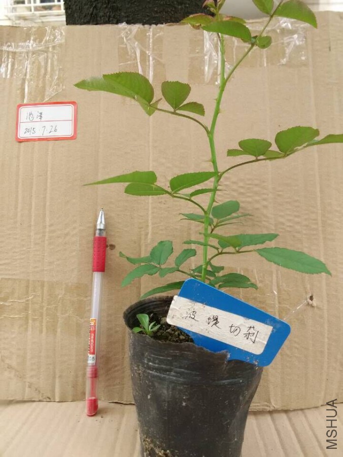 QQͼƬ20150726125920.jpg
