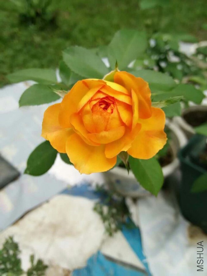 QQͼƬ20150726192806.jpg
