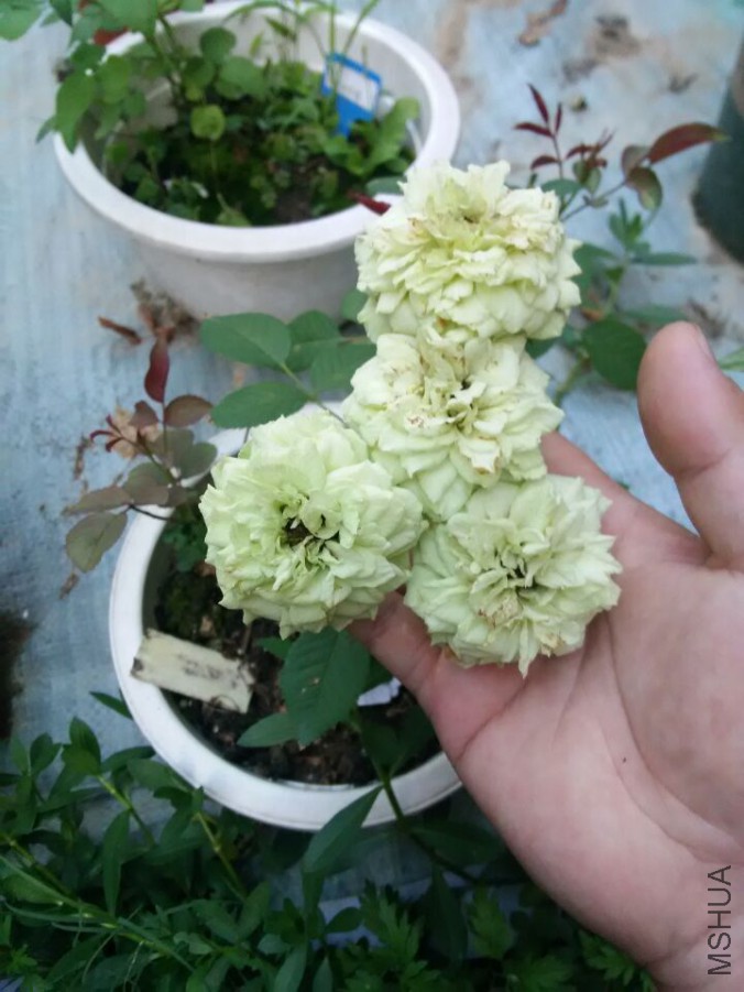 QQͼƬ20150726192806.jpg
