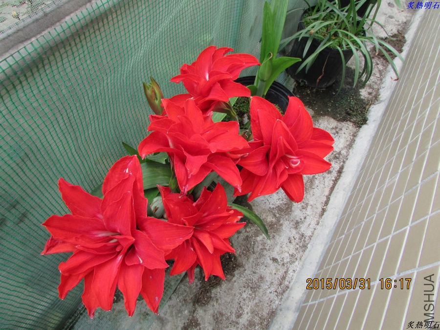 IMG_2212_nEO_IMG.jpg