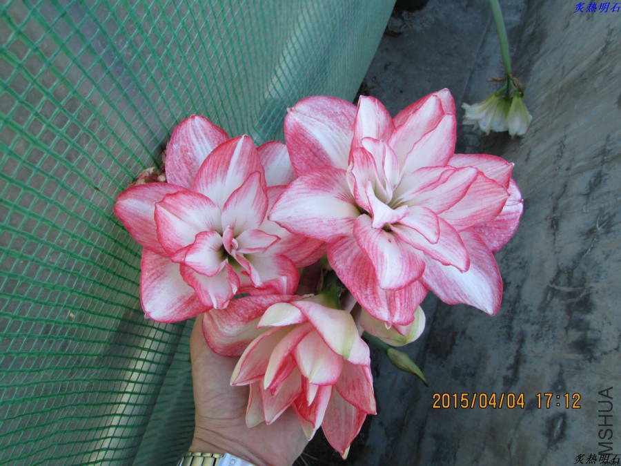 IMG_2559_nEO_IMG.jpg