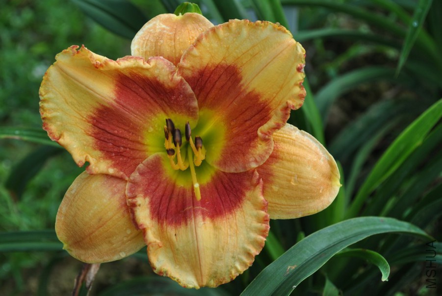 F1-781��Ȳʵ� (1).jpg