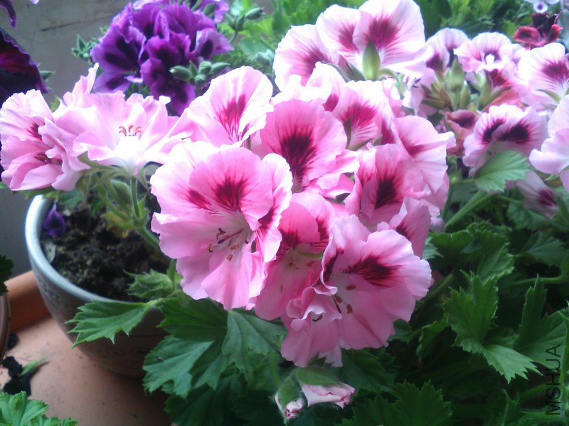 2015�껨IMG_20150505_133235.jpg