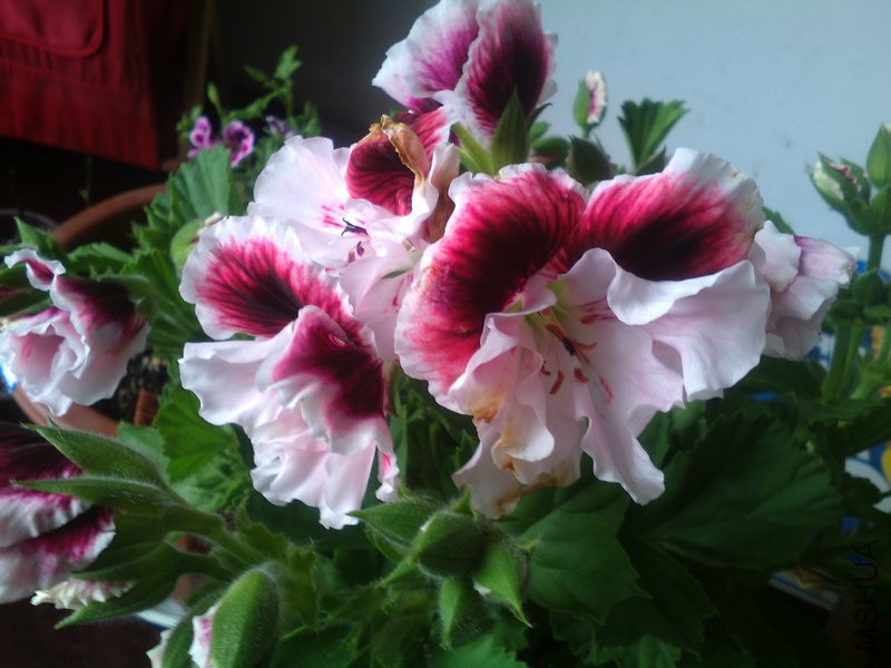 2015�껨IMG_20150505_133340.jpg