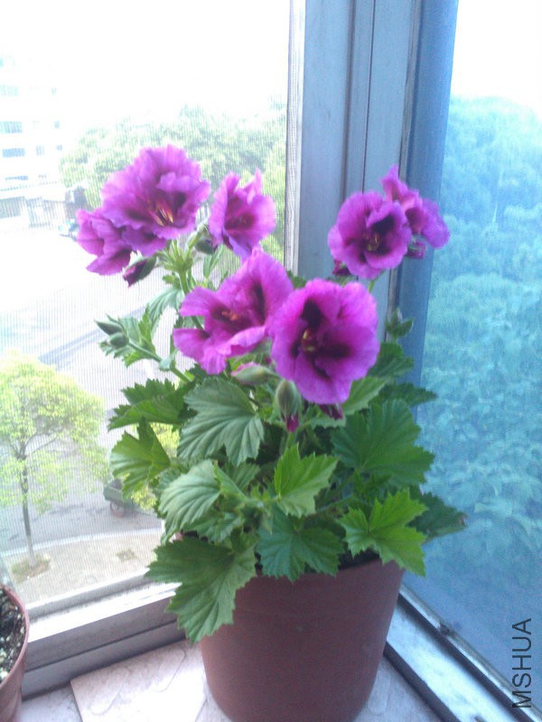 2015�껨IMG_20150507_055556.jpg