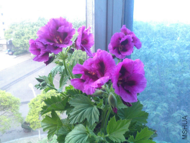 2015�껨IMG_20150507_055711.jpg