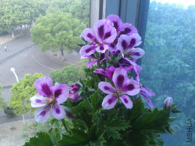 2015�껨IMG_20150507_060129.jpg