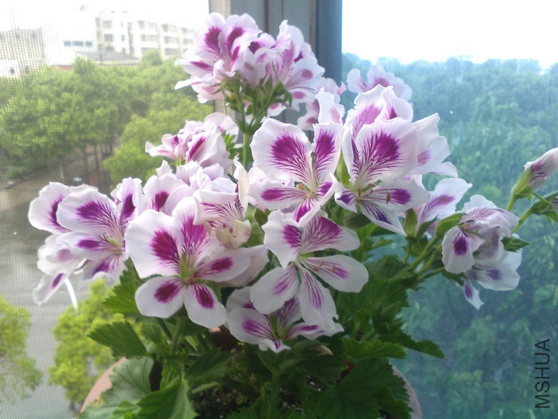 2015�껨IMG_20150508_093349.jpg