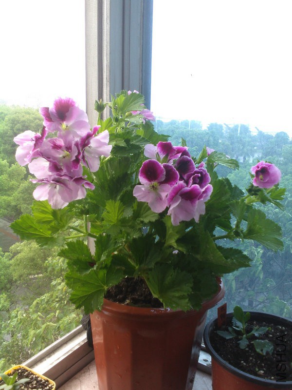 2015�껨IMG_20150508_093648.jpg