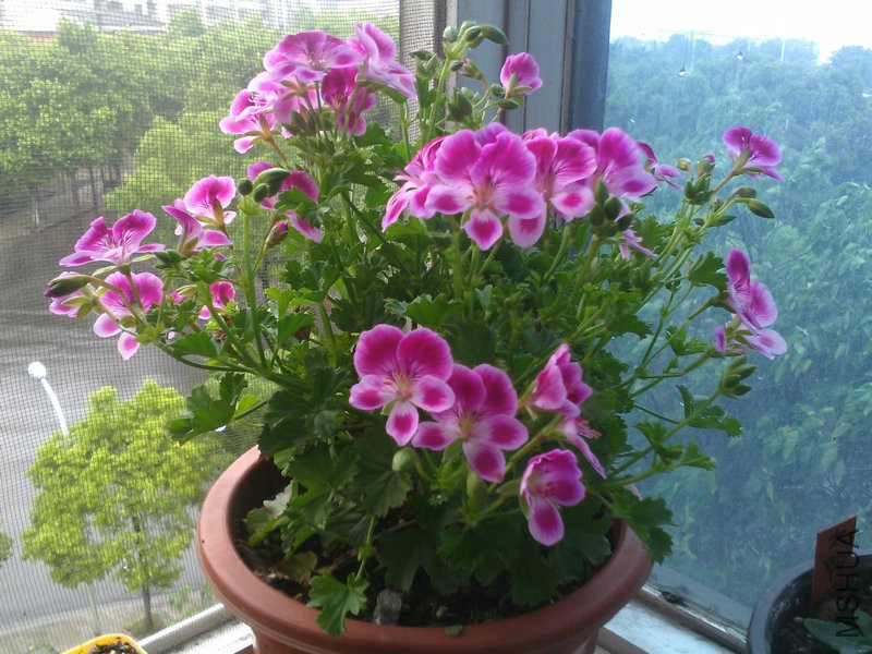 2015�껨IMG_20150508_093855.jpg