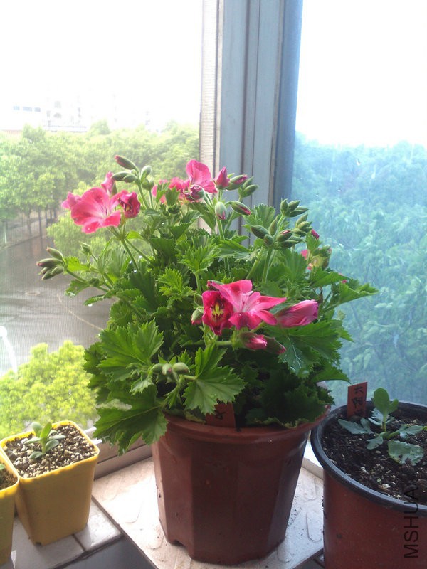 2015�껨IMG_20150508_094221.jpg