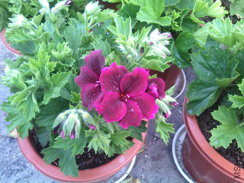2015�껨IMG_20150425_063536.jpg
