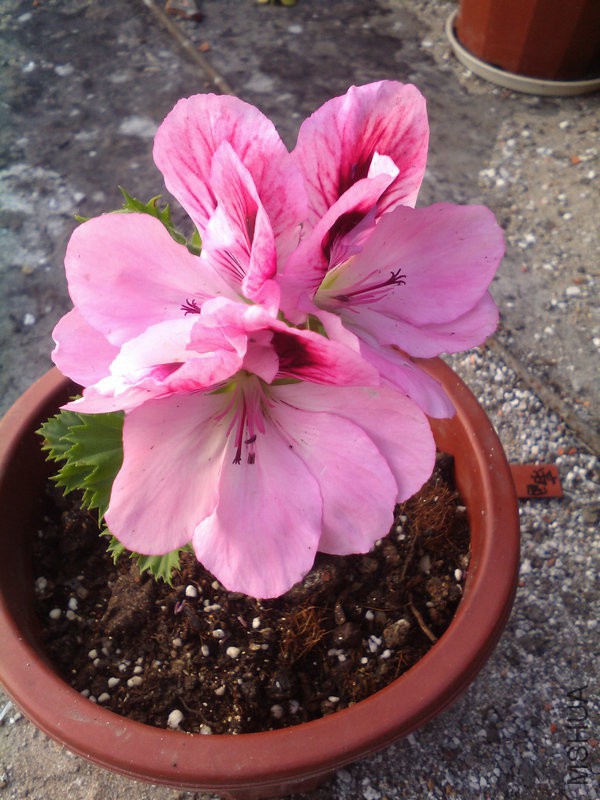2015�껨IMG_20150503_064322.jpg
