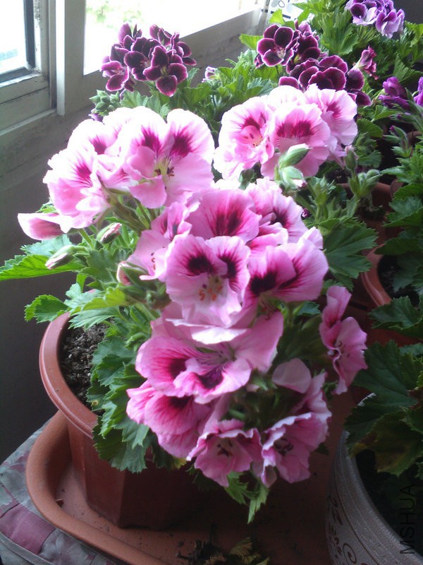 2015�껨IMG_20150503_072121.jpg