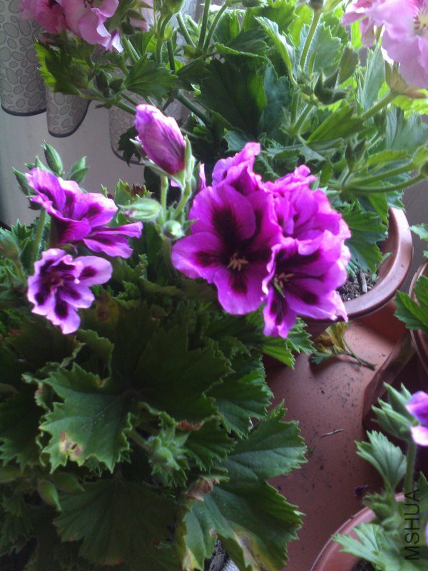 2015�껨IMG_20150503_072130.jpg