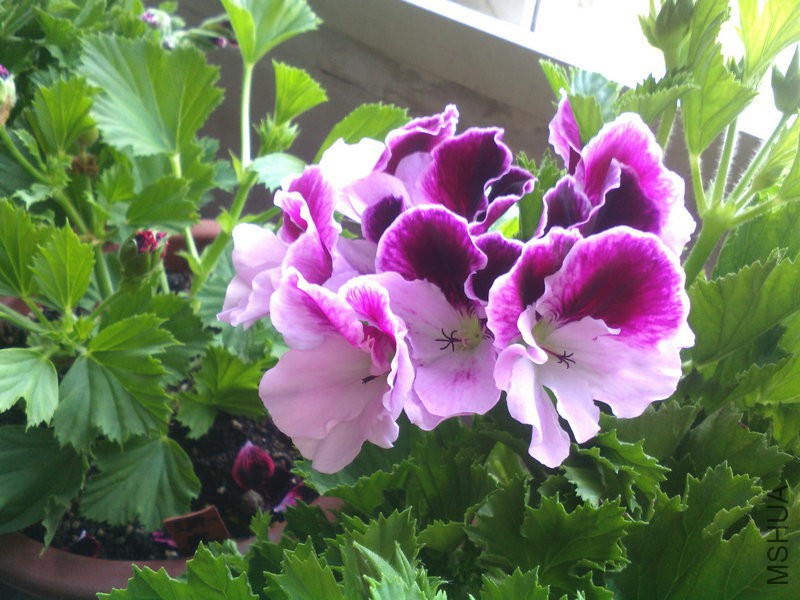 2015�껨IMG_20150503_072212.jpg