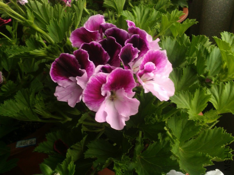 2015�껨IMG_20150504_084708.jpg