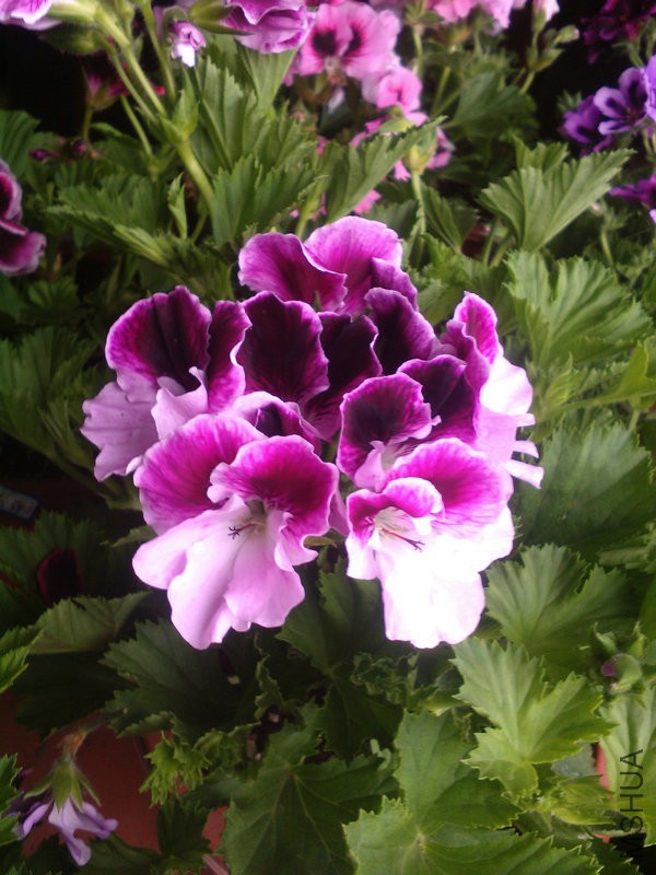 2015�껨IMG_20150504_084713.jpg