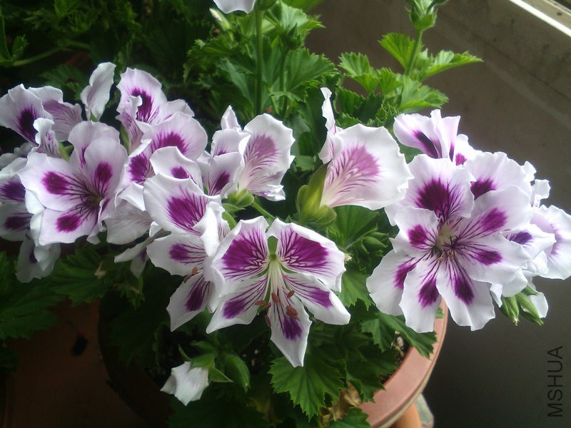 2015�껨IMG_20150505_133144.jpg