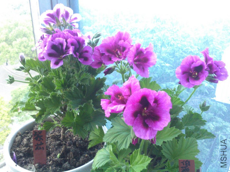 2015�껨IMG_20150507_060356.jpg