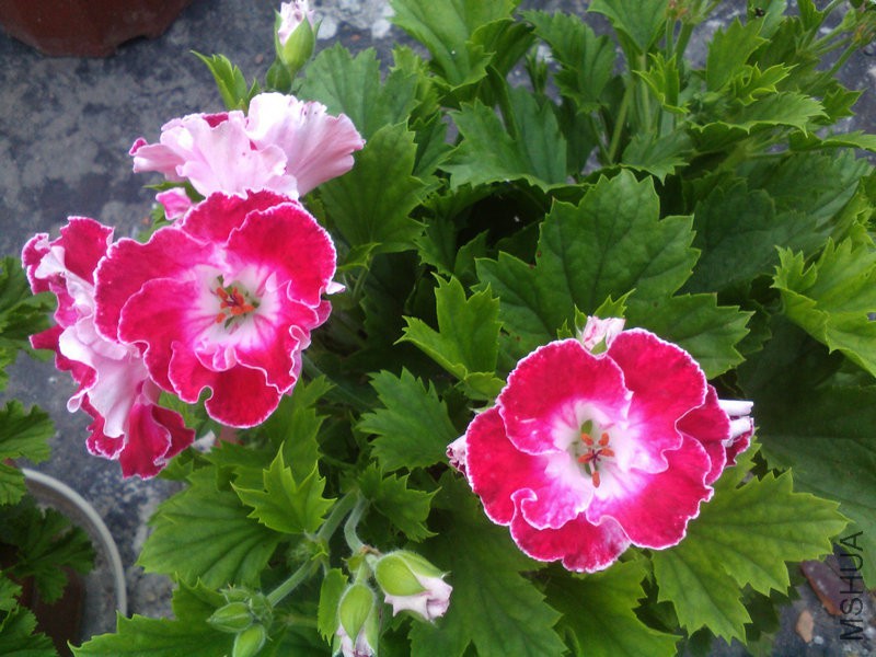 2015�껨IMG_20150507_183903.jpg