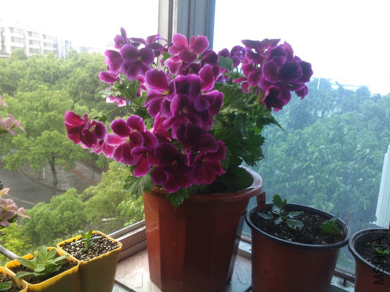 2015�껨IMG_20150508_092758.jpg