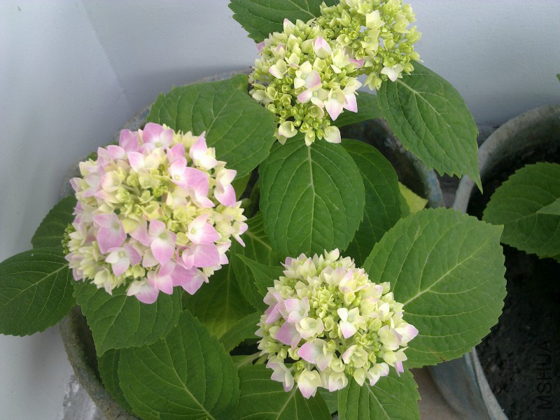 psb (1).jpg