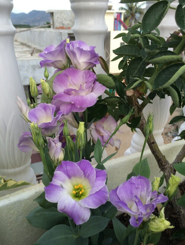 QQͼƬ20150727133110.jpg