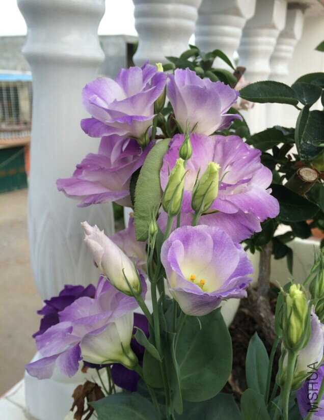 QQͼƬ20150727133126.jpg