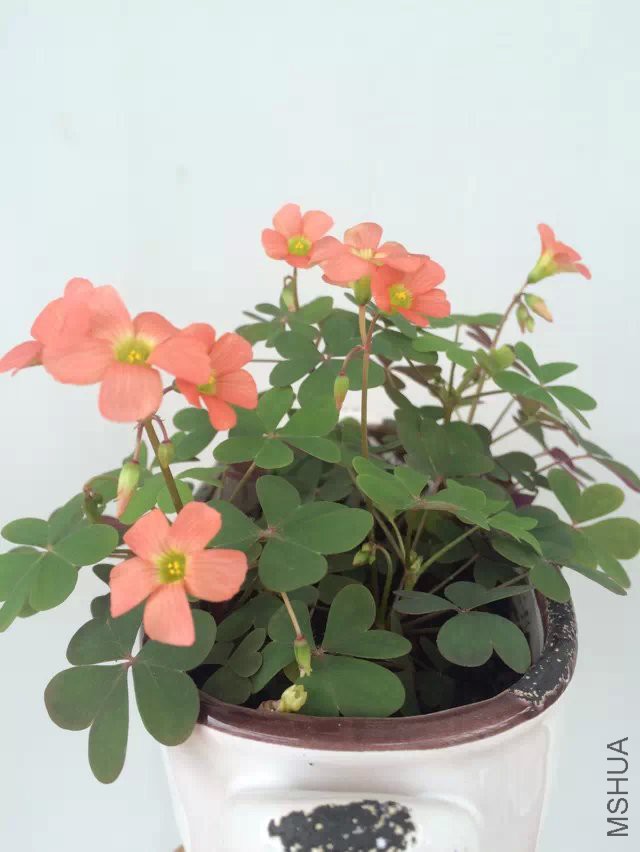 psb (2).jpg