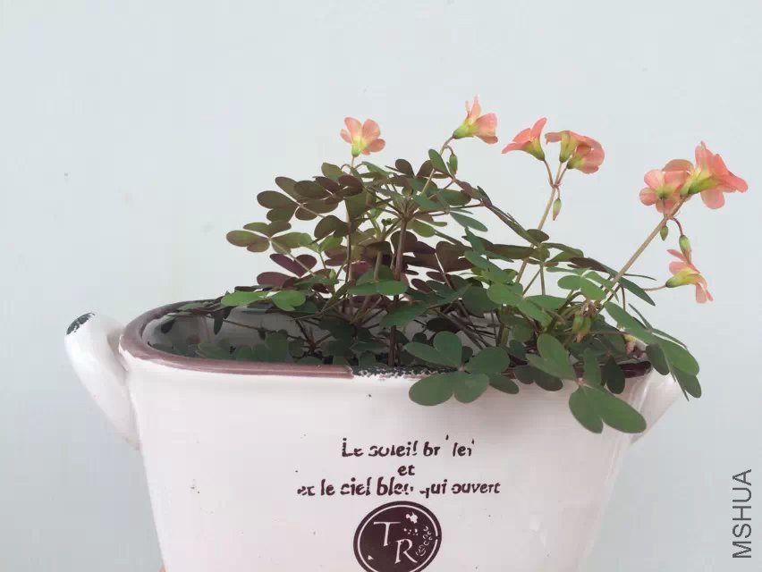 psb (3).jpg