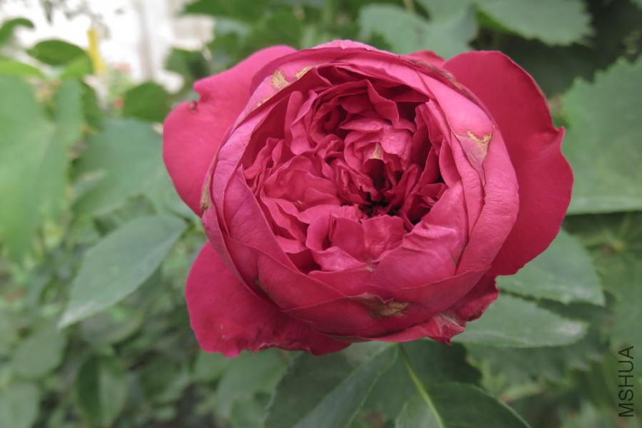 IMG_6534.JPG