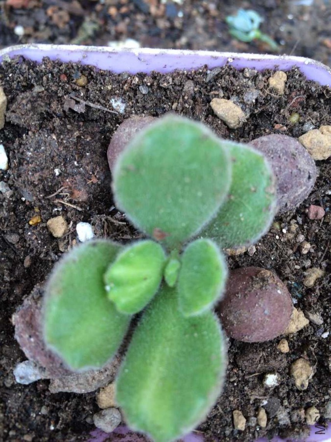 QQͼƬ20150715132250.jpg